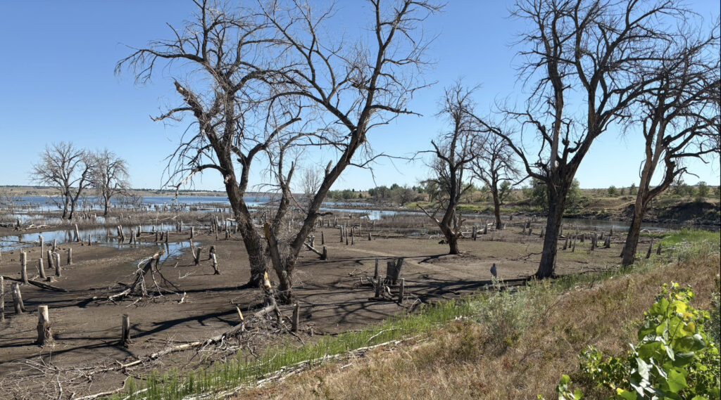 Mud and dead trees