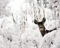 Chatfield Mammals