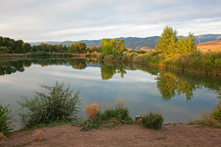 Reflections in a Pond